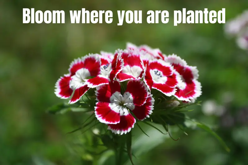 bloom where you are planted