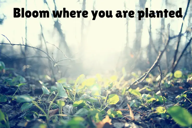 bloom where you are planted