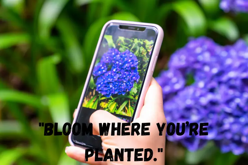 bloom where you’re planted.