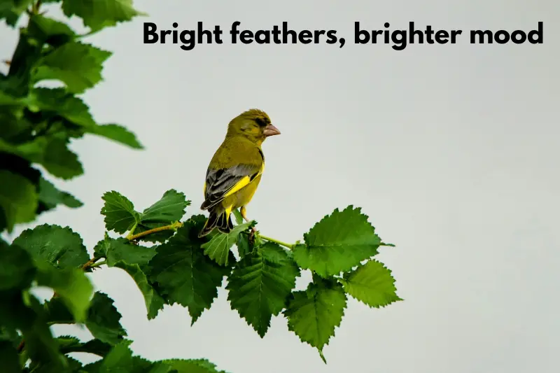 bright feathers, brighter mood
