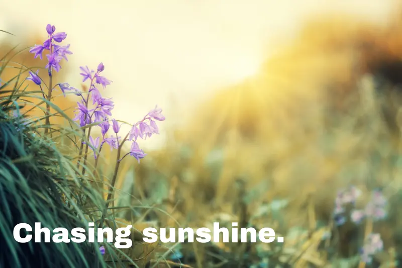 chasing sunshine.