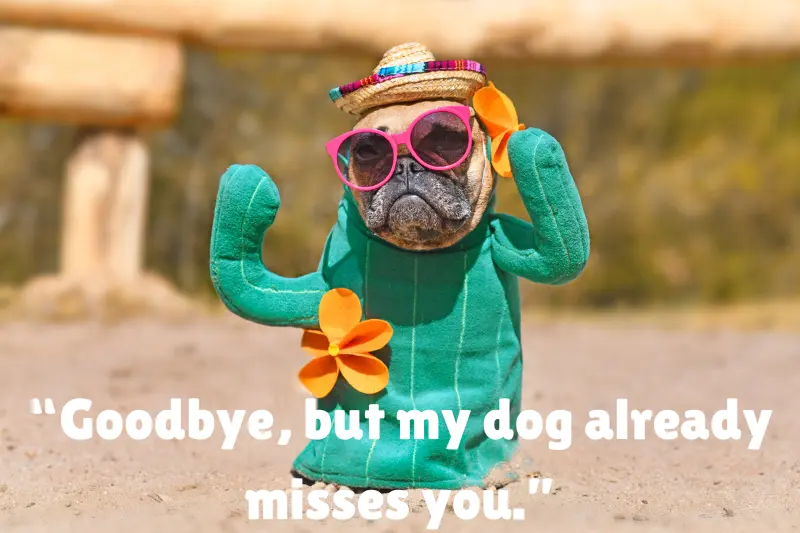 “goodbye, but my dog already misses you.” 