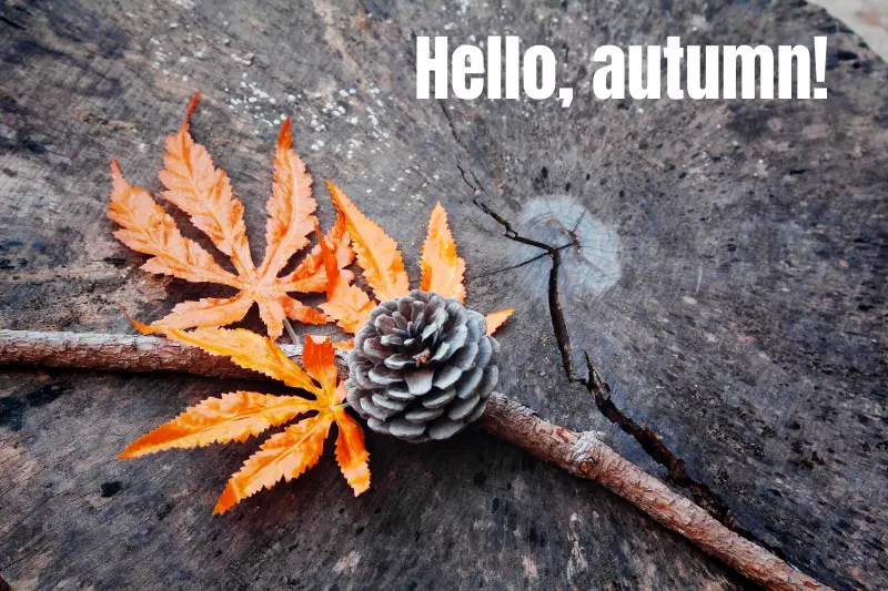 hello, autumn! 