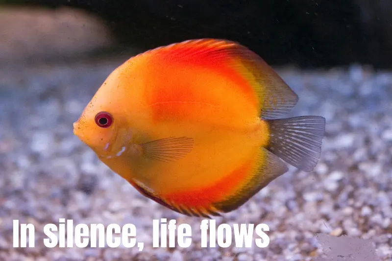 in silence, life flows