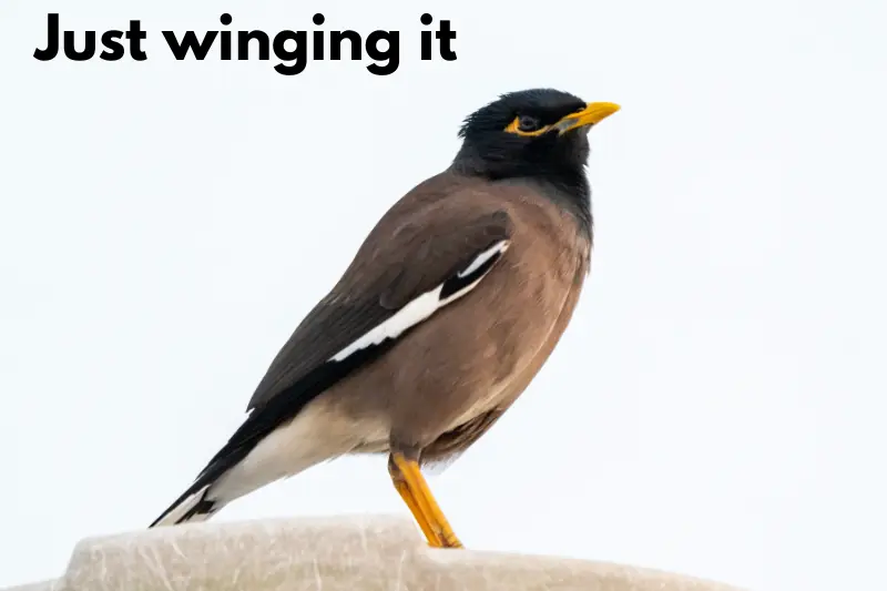 just winging it