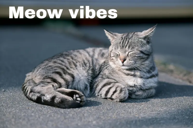 meow vibes