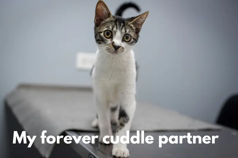 my forever cuddle partner