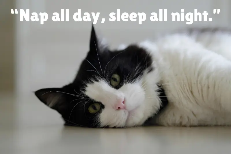 “nap all day, sleep all night.” 