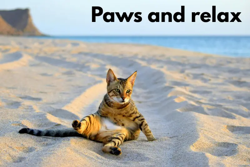paws and relax