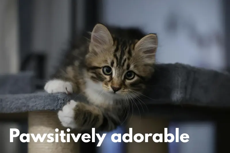 pawsitively adorable