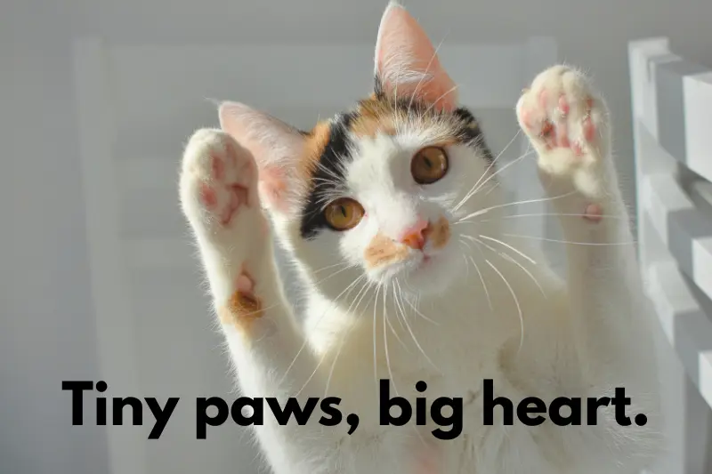 tiny paws, big heart.